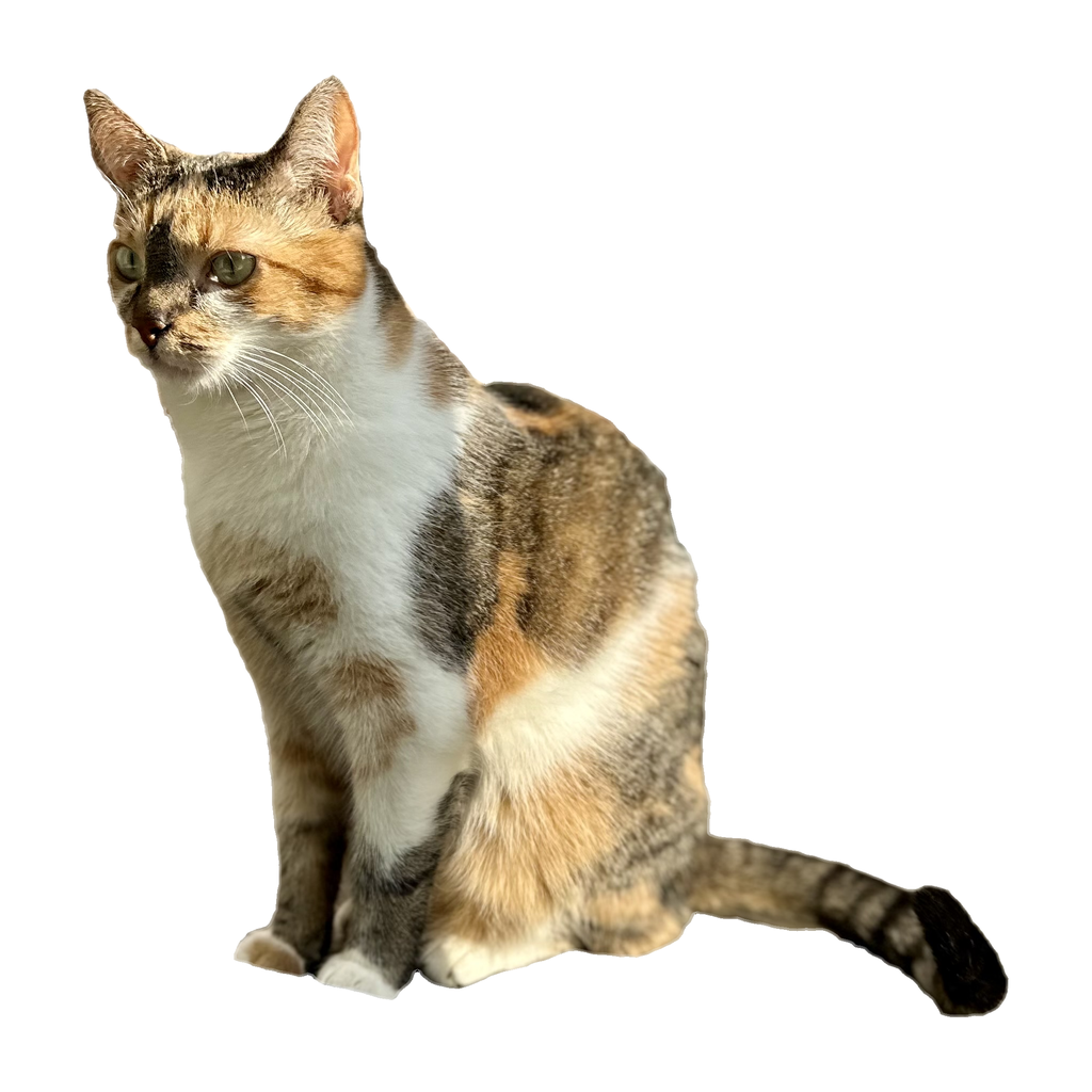 cat, zobrazení 96 px